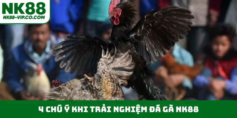 4 chú ý khi trải nghiệm đá gà NK88