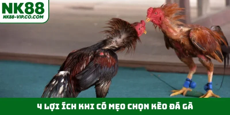 4 lợi ích khi có mẹo chọn kèo đá gà