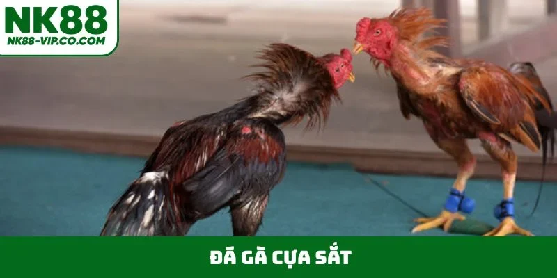 Đá Gà Cựa Sắt