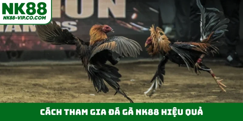Cách tham gia đá gà NK88 hiệu quả