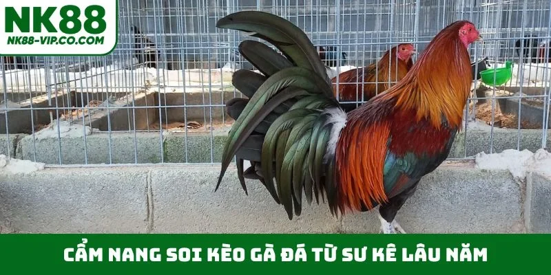 Cẩm nang soi kèo gà đá từ sư kê lâu năm