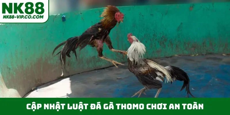 Cập nhật luật đá gà Thomo chơi an toàn