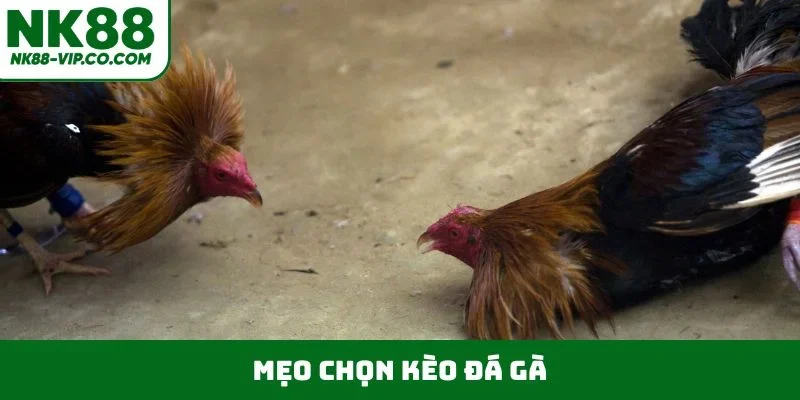 mẹo chọn kèo đá gà