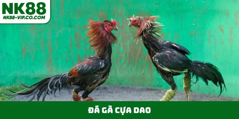 Đá Gà Cựa Dao