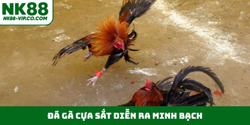Đá gà cựa sắt diễn ra minh bạch