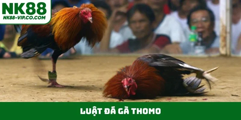 luật đá gà thomo