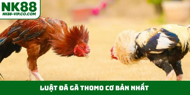 Luật đá gà Thomo cơ bản nhất