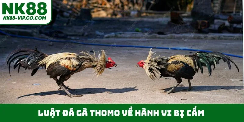Luật đá gà Thomo về hành vi bị cấm