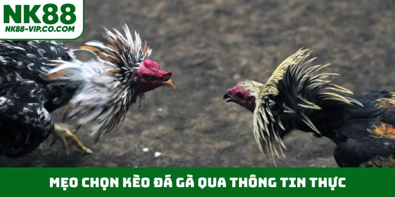 Mẹo chọn kèo đá gà qua thông tin thực