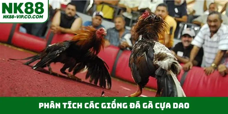 Phân tích các giống đá gà cựa dao