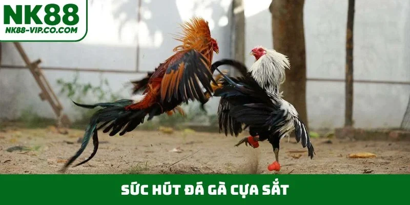 Sức hút đá gà cựa sắt