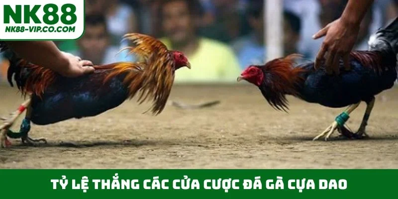 Tỷ lệ thắng các cửa cược đá gà cựa dao