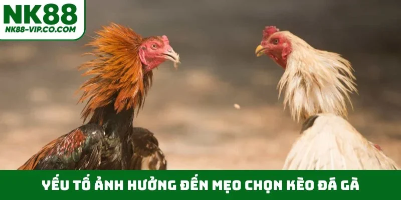 Yếu tố ảnh hưởng đến mẹo chọn kèo đá gà